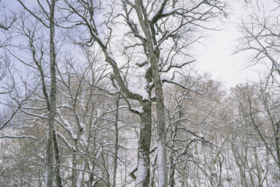 Low angle view of bare trees during winter