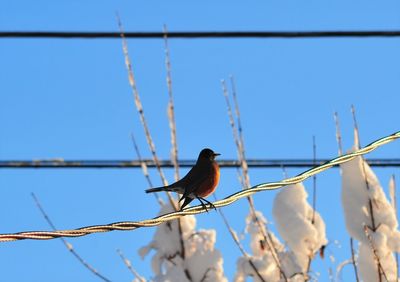 Bird perching on cable against clear blue sky