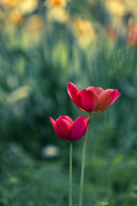 Close-up of red tulip