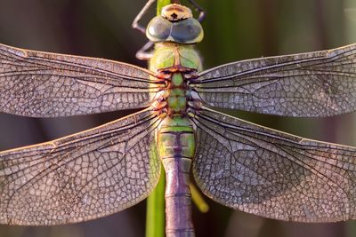 Close-up of dragonfly on twig