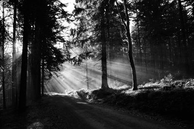 Road amidst trees in forest