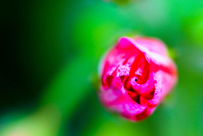 Close-up of pink rose flower