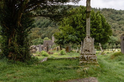 Trees growing in cemetery