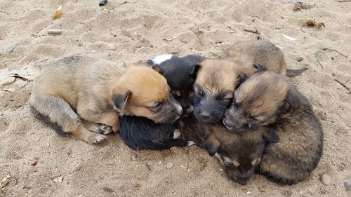 High angle view of puppy sleeping on sand