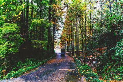 Rear view of man walking on road along trees in forest