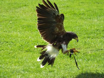 Bird on grassy field