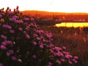 Close-up of purple flowering plants on field against sky