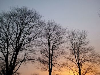 Low angle view of bare trees against sky