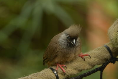 Close-up of bird perching on branch