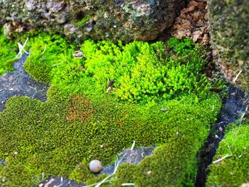 High angle view of green plants in water