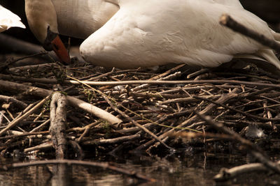Close-up of bird in nest