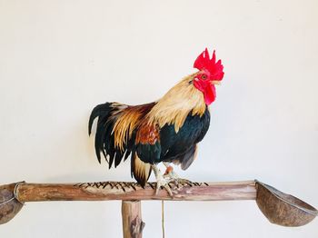 Close-up of rooster on wall