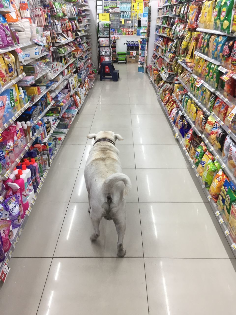 VIEW OF A DOG IN STORE