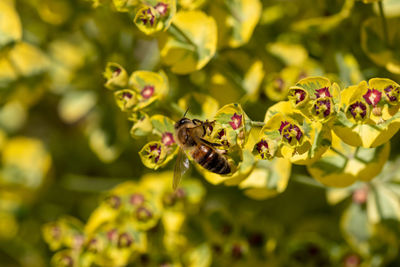 Close-up of insect on flower