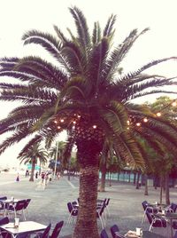 Palm trees against sky