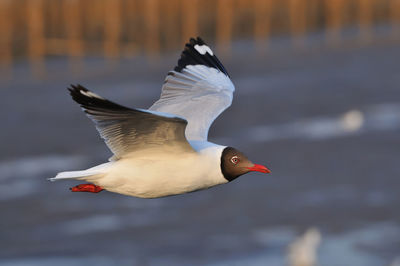 Close-up of bird flying over water