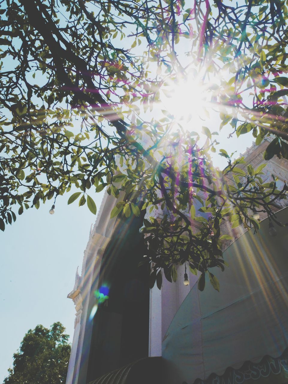 plant, tree, low angle view, nature, sunlight, flower, sky, lens flare, sunbeam, architecture, growth, built structure, day, building exterior, no people, outdoors, branch, sun, beauty in nature, flowering plant, leaf, sunny, building, back lit, spring