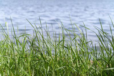 Close-up of grass growing on field