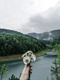 Person holding flowering plant against mountain