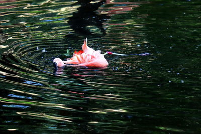 View of ducks swimming in lake