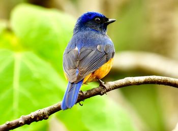 Close-up of bird perching on branch