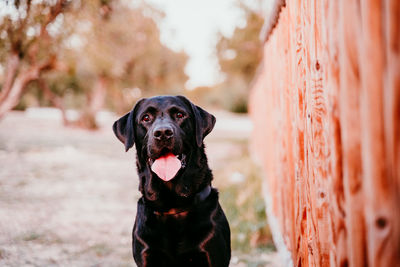 Side view of dog looking away sitting outdoors