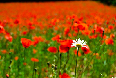 Close-up of red flowering plant on field