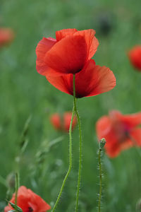 Close-up of red poppy flower