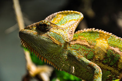 Close-up of a lizard