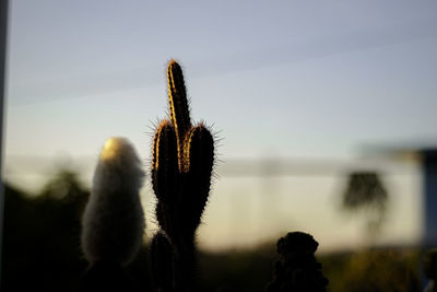 Silhouette of a cactus plant in the morning