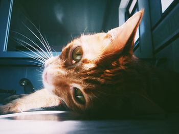 Close-up portrait of cat