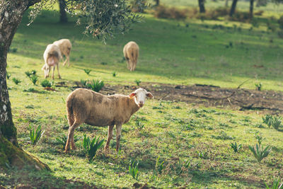 Horses grazing on grassy field