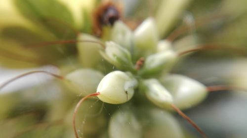 Close-up of white flowers