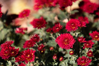 Close-up of red flowering plants