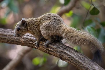 Close-up of lizard on branch