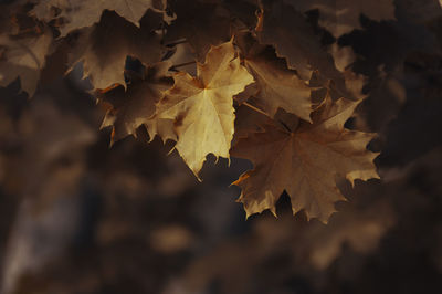 Close-up of maple leaves on tree