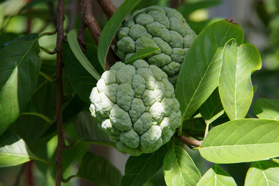 Close-up of fresh green plant