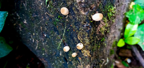 Close-up of mushrooms growing on tree trunk