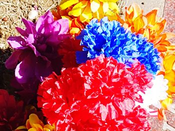 High angle view of multi colored flowering plant