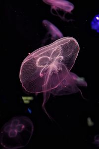 Close-up of jellyfish swimming in sea