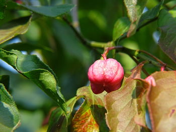 Close-up of fruits growing on plant