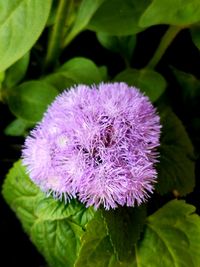 Close-up of pink flowers