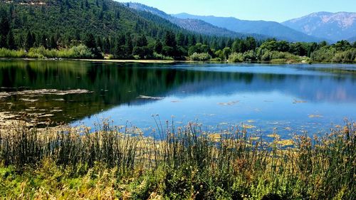 Scenic view of lake in forest