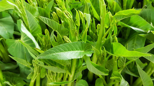 Full frame shot of fresh green leaves