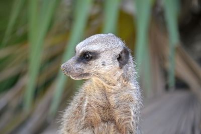 Close-up of meerkat