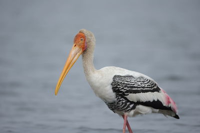 A painted stork up close