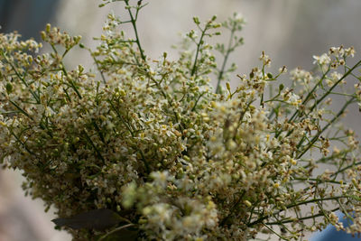 Close-up of white flowers