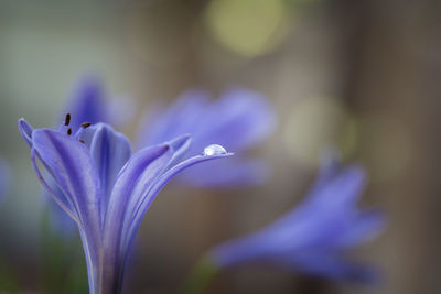 Close-up of purple crocus blooming outdoors