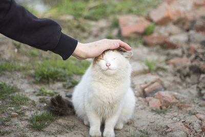Cropped hand petting cat