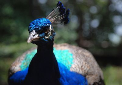 Close-up of a peacock